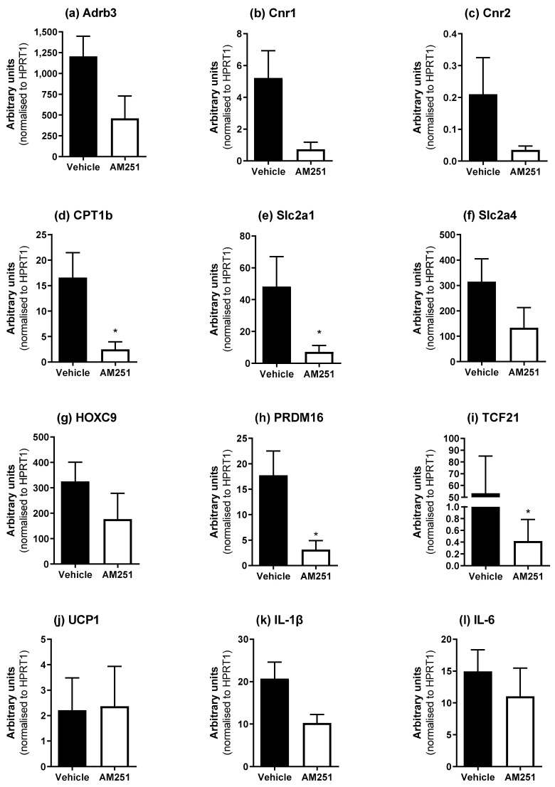 Effect of AM251 treatment in HFD rats on peri-renal WAT mRNA expression. HFD rats were injected daily with either AM251 (3 mg/kg of body weight, ip) or vehicle for six weeks. All results are presented as a mean ± SEM in arbitrary units (normalized to housekeeping gene HPRT1) from n = 4 (AM251) and n = 8–10 (vehicle) treated rats on an HFD. Significance * p ≤ 0.05 compared to vehicle.