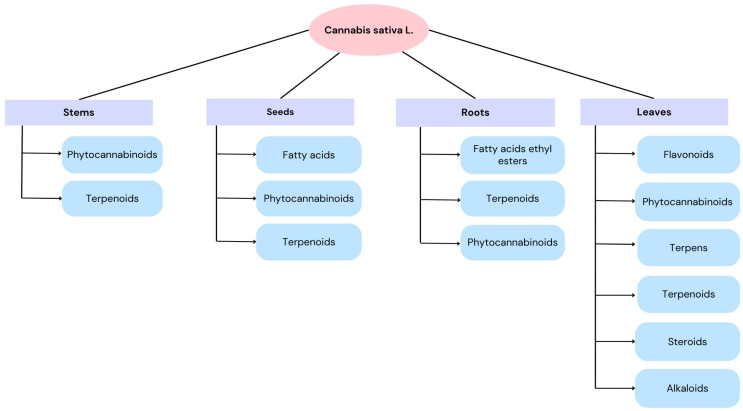 Chemical composition of various parts of Cannabis sativa L.