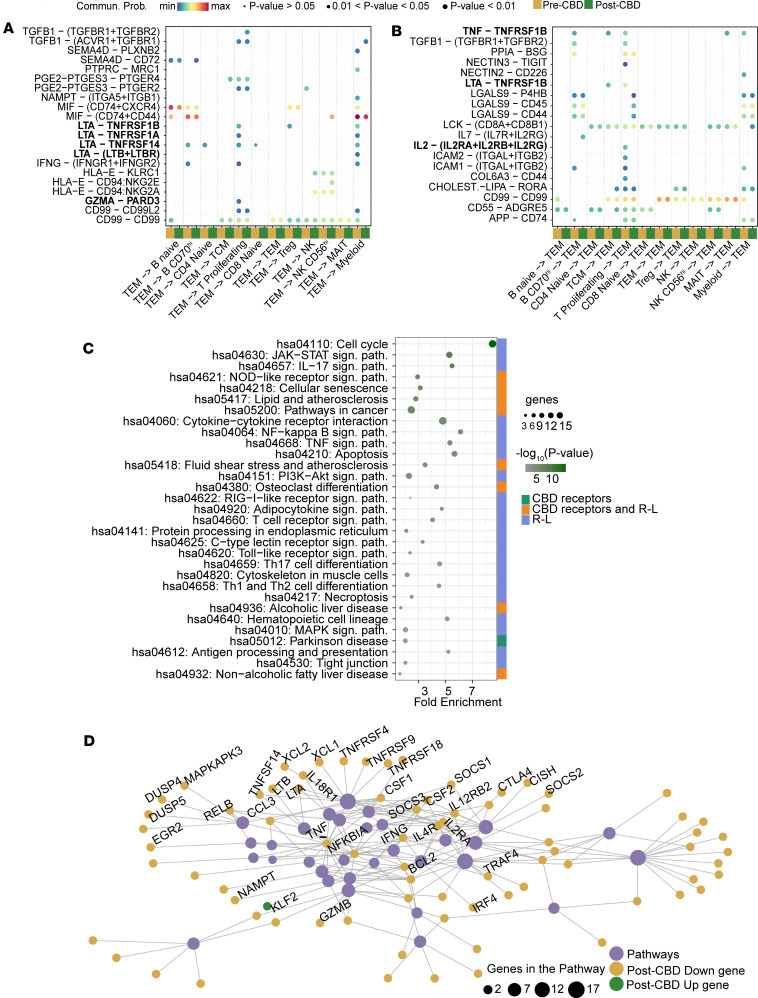 Receptor-ligand interactions and expression signature of TEM cells.Receptor-ligand (R-L) interactions, expression signature, and pathways of TEM cells were explored pre-CBD and post-CBD. (A) Outgoing signals from TEM cells (source) to all other immune cell types (targets) are displayed in the dot plot, both pre-CBD (dark yellow) and post-CBD (dark green). Directional ligand-receptor (L-R) signaling interactions involving TEM cells change before and after CBD titration. Communication was lost from TEM cells to B CD70hi lymphocytes, proliferating T lymphocytes, and naive CD4+ cells through the LTA-TNFRSF14 R-L, LTA-TNFRSF1B, and LTA-TNFRSF1A R-L signals. (B) Incoming signals to TEM cells (target) from all other cell types (sources) are displayed. LTA-TNFRSF1B signaling was lost in proliferating T lymphocytes and TCM cells because of a loss of TNFRSF1B expression in TEM cells. Signaling through TNF to TNFRSF1B was lost in B CD70hi, proliferating T, and TCM lymphocytes. IL-2 signaling through IL-2 receptors was lost between proliferative T lymphocytes and TEM cells. (A and B) Communication probability (Commun. Prob.) was compared between pre- and post-CBD conditions. Bubble size represents significance of the L-R pair (P value, permutation test). Communication probability is indicated by colormap maxima (red) and minima (blue). Axis labels indicate interacting cell types, with TEM cells consistently involved as a source or target in each panel. The set R-L on the plot was filtered to display R-L pairs activated or inhibited by the CBD condition. (C) Enriched pathways were subsequently filtered to retain only those containing known CBD receptors or R-L interactions, prioritizing biologically relevant mechanistic processes. The enrichment chart displays the filtered pathways, ranked by –log10(P), representing those most plausibly linked to CBD’s immunomodulatory actions in the context of TEM cell regulation. (D) Graph-based network visualization of enriched KEGG pathways from TEM cells displays the pathways (purple), adding the DEGs on the pathways (post-CBD). KLF2 was the only upregulated gene.