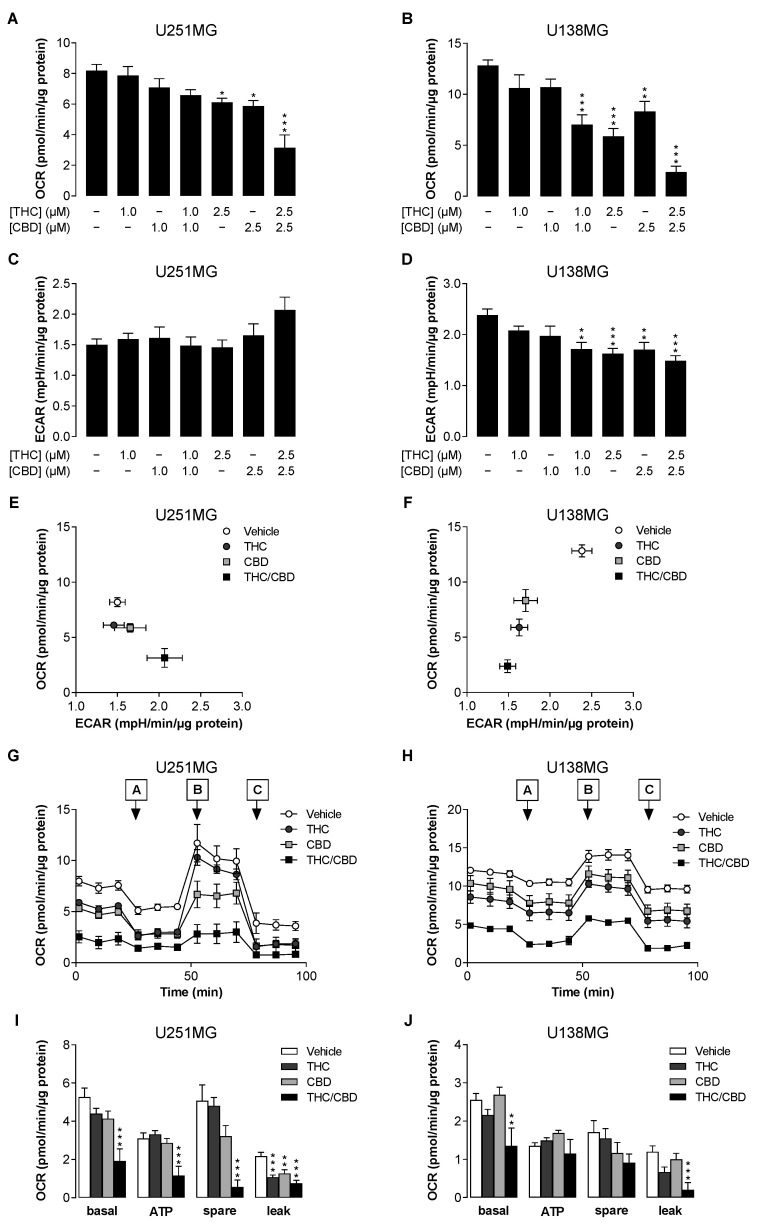 Influence of THC and CBD, administered alone or in combination, on oxygen consumption rate (OCR) and extracellular acidification rate (ECAR) of human glioblastoma cells. U251MG and U138MG cells were incubated with selected concentrations of THC and CBD, their combination (in a ratio of 1:1) or the vehicle control for 24 h. Thereafter, OCR (A,B) and ECAR (C,D) were determined using the Seahorse XFe24 Analyser. The effects of selected treatment groups on OCR and ECAR are summarised in the energy maps in panels (E,F). Subsequently, a mitochondrial stress test was performed. For this purpose, the sensor cartridges were loaded at the indicated times with 1.5 µM oligomycin (port A), 1.0 µM FCCP (port B) and 0.5 µM each of antimycin A and rotenone (port C). Panels (G,H) show representative time courses of OCR in both cell lines treated with 2.5 µM THC and/or CBD. Panels (I,J) present calculations of basal respiration (basal), ATP-bound respiration (ATP), reserve respiratory capacity (spare) and proton leak. The data represent mean values ± SEM of n = 6–9 of 3 independent experiments per group (A–F,I,J), or n = 2–3 of 1 experiment per group (G,H). * p ≤ 0.05, ** p ≤ 0.01, *** p ≤ 0.001 vs. corresponding vehicle control, one-way ANOVA with Dunnett’s post hoc test.