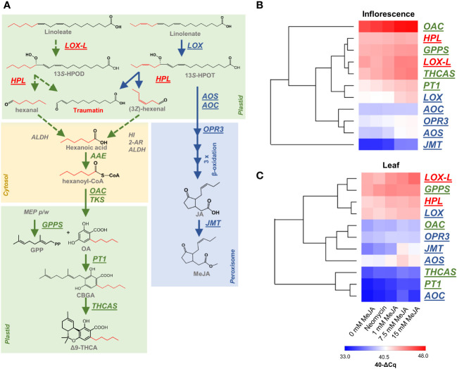 Responsiveness of PC and oxylipin biosynthesis genes to MeJA and neomycin treatment. (A) Schematic representation of PC and oxylipin biosynthetic pathways and their potential interactions. (B) The relative abundance of PC and oxylipin biosynthesis genes in the inflorescences of MeJA and neomycin treated plants. (C) The relative abundance of PC and oxylipin biosynthesis genes in the leaves of MeJA and neomycin treated plants. Underlined genes (shown in A) have been assessed by qPCR analysis with EF1α as a reference. Euclidean distance was the distance measure used for HCA. Red gene names are hypothetical PC biosynthesis genes which may form the ω-oxo acid traumatin. Green gene names are associated with PC biosynthesis. Blue gene names are associated with JA biosynthesis. Dashed arrow lines indicate hypothetical origin of PC acyl CoA starter units. Transcript abundance was expressed as 40-ΔCq, a log2 measure of the transcript amount from the target gene to the reference gene (see Methods); AAE, acyl-activating enzyme; ALDH, aldehyde dehydrogenase (EC 1.2.1.3); ALDH, aldehyde dehydrogenases (EC 1.2.1.3); AOC,allene oxide cyclase (EC:5.3.99.6); AOS, allene oxide synthase (EC 4.2.1.92); 2-AR, 2-alkynal reductase; GPPS, geranyl-diphosphate synthase; HI, (3Z):(2E)-hexenal isomerase; HPL,, hydroperoxide lyase (EC:4.1.2.-); 13S-HPOD, 13(S)-13-hydroperoxy-9(Z),11(E)-octadecadienoic acid; 13S-HPOT, 13(S)-hydroperoxy-9(Z),11(E),15(Z), octadecatrienoic acid; JMT, jasmonic acid carboxyl methyltransferase (EC 2.1.1.141); LOX, linolenate 13S-lipoxygenase; LOX-L, linoleate 13S-lipoxygenase 2 like; OAC - olivetolic acid cyclase (EC:4.4.1.26); OPR3, oxophytodienoate-reductase 3 (EC 1.3.1.42); PT1, geranylpyrophosphate:olivetolate geranyltransferase (EC 2.5.1.102); TKS, tetraketide synthase (EC:2.3.1.206); Δ9-THCA, Δ9 tetrahydrocannabinolic acid; THCAS, Δ9 tetrahydrocannabinolic acid synthase (EC:1.21.3.7).