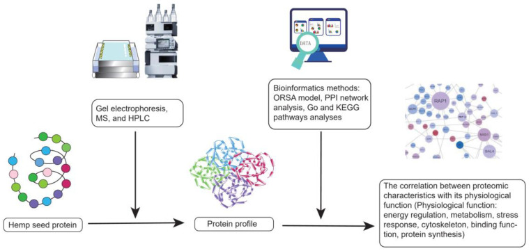 The experimental flow chart of protein profile.