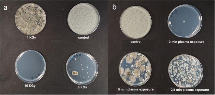 Fungal CFUs from artificially inoculated Botrytis cinerea inflorescences after: a e-beam irradiation (4, 8, 10 KGy and untreated control), and b cold plasma (2.5, 5, 10 min exposure and untreated control) treatments