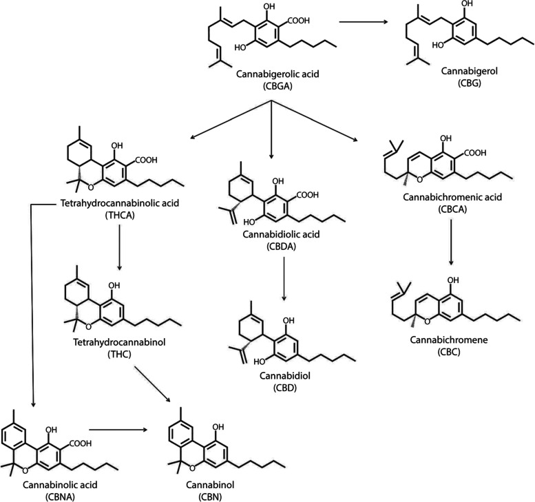 Structures and biosynthetic pathway of the main cannabinoids in Cannabis sativa (Aizpurua-Olaizola et al. 2016).