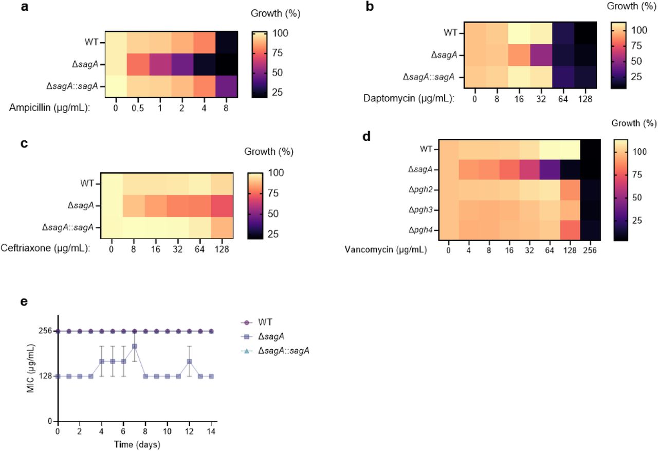 Antibiotic susceptibility of VREfm strains.a, Ampicillin susceptibility of ERV165 strains after 10 hours. b, Daptomycin susceptibility of ERV165 strains after 10 hours. c, Ceftriaxone susceptibility of ERV165 strains after 10 hours. d, Vancomycin susceptibility of ERV165 strains after 10 hours. For a-d, data are shown as a heat map of mean values, n=3 biological replicates. e, Vancomycin susceptibility of ERV165 strains after 14-day passaging under sub-MIC vancomycin concentration (50 µg/mL). Data are mean ± S.D., n=3 biological replicates.