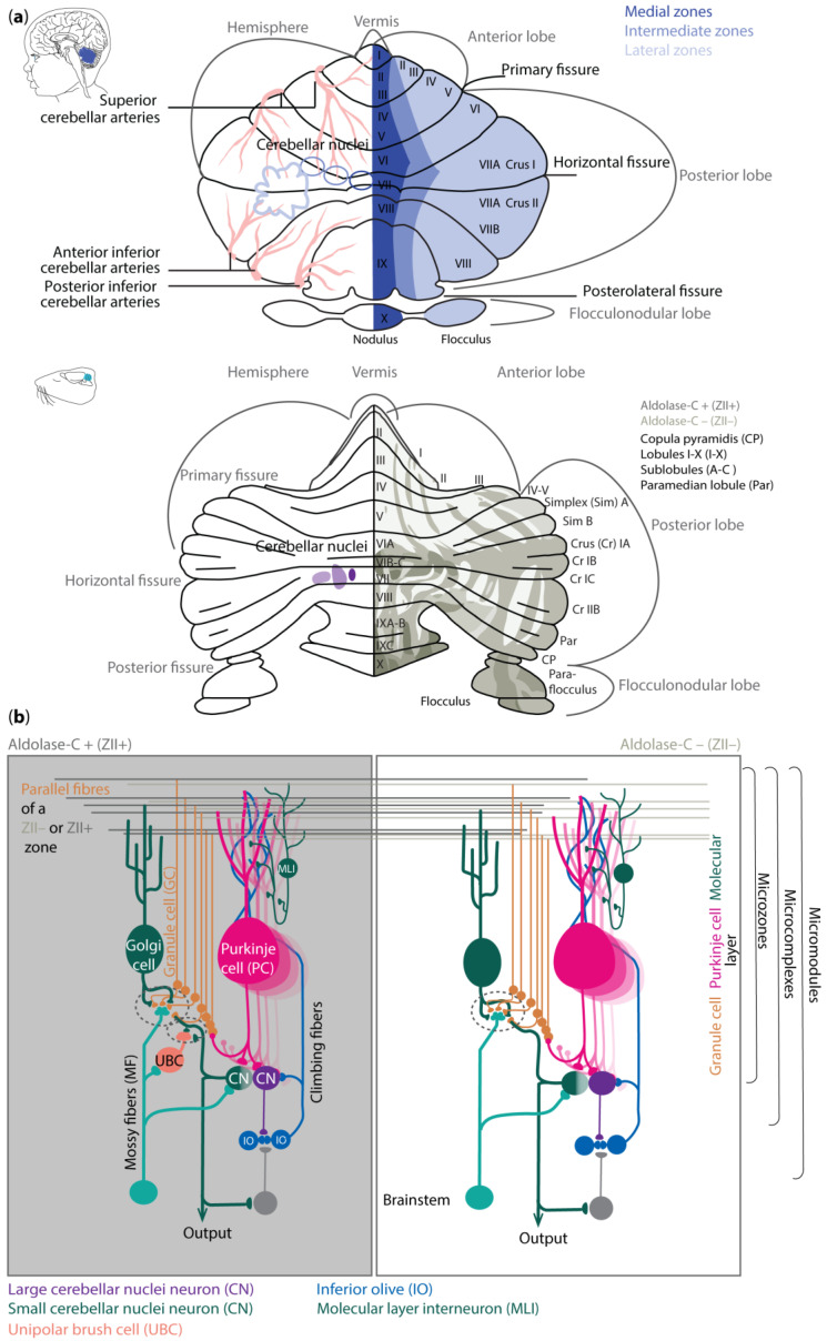 Anatomy of the human and rodent cerebellum. (a) An unfolded view of the human (top) and rodent (bottom) cerebellum. (Top) The three cerebellar zones (right hemisphere: medial, intermediate, and lateral) are interconnected with different parts of the cerebellar nuclei (left hemisphere), indicated with the same color-coding. The areas of the cortex served by the cerebellar arteries are indicated on the left (adapted from [29]). (Bottom) Schematic of the mouse cerebellum with sagittal microzones visualized based on the expression levels of aldolase-C (also known as zebrin II (ZII); right hemisphere). Different shades of gray indicate how strong (dark gray = strong ZII+, white = ZII−) aldolase-C is expressed. (b) The cytoarchitectures of neighboring microzones, such as those indicated in (a, bottom), are almost identical (adapted with permission from [30]). The microzones, microcomplexes, and micromodules are all built up in a comparable manner. Individual zones communicate with each other through, e.g., parallel fibers of granule cells that cross the zones/complexes/modules.
