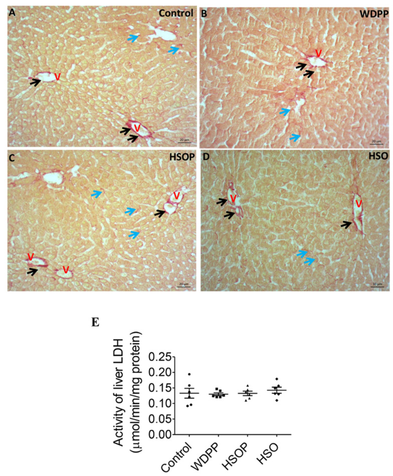 Sirius red-stained liver sections in rats fed for 8 weeks with (A) SD; (B) WDPP; (C) HSOP; (D) HSO. V: central vein; black arrows: vessel wall; blue arrows: pericellular spaces. (E) LDH activity in the liver of rats fed with SD, or WDP, or WDP + HSO, or HSO for 8 weeks. n = 6 for each group; data are expressed as means ± SEM; statistical significance: One-way ANOVA and the non-parametric Newman-Keuls Multiple Comparison Test).