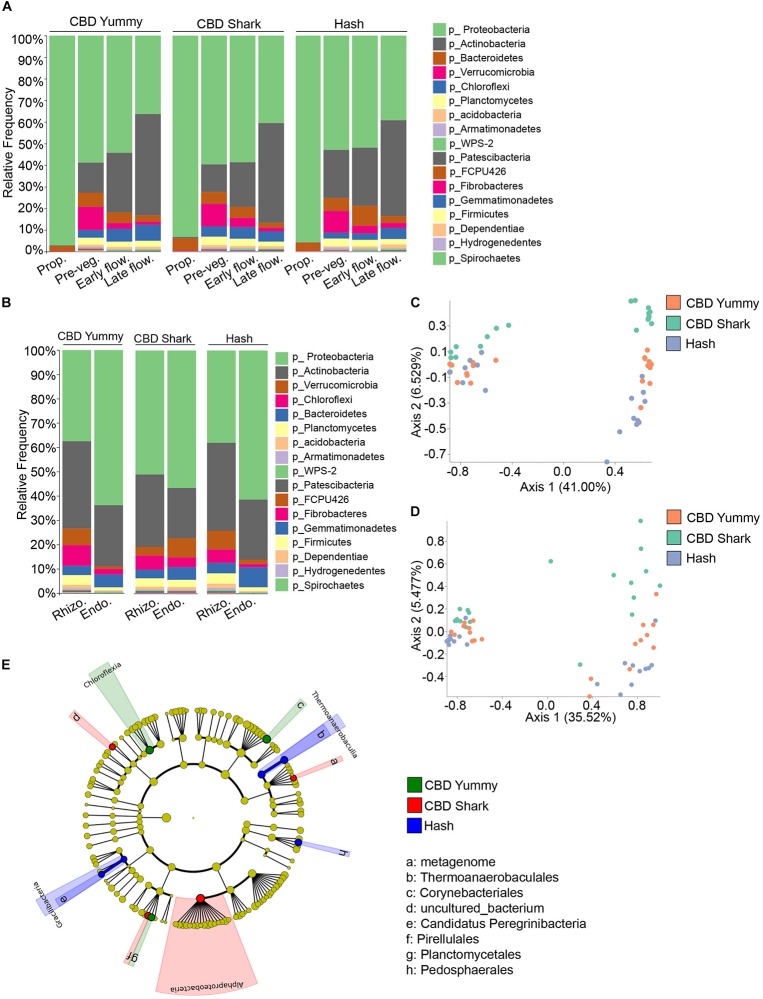 Intra- and inter-cultivar differences in the bacterial microbiome of cannabis along spatio-temporal lines. (A) Bar plot of the relative frequency of bacterial taxa at the phylum level in the three chemotypes studied CBD Yummy, n = 69; CBD Shark, n = 69; Hash, n = 70) at different growth stages (Prop = Propagation; Pre-veg = Pre-vegetative; Early flow = Early flowering; Late flow = Late flowering) and (B) for different plant parts (Rhizo = Rhizosphere; Endo = Endorhizosphere). Statistically significant differences in taxa between groups were measured using ANCOM. (C) PcoA plot representative of inter-cultivar beta-diversity utilizing Bray–Curtis dissimilarity (PERMANOVA: R2 = 0.073, p = 0.039) and (D) Jaccard similarity among samples (PERMANOVA: R2 = 0.067, p = 0.021). Each point represents a sample (CBD Yummy, n = 70; CBD Shark, n = 70; Hash, n = 70). (E) Taxonomic cladogram obtained from LEfSe analysis showing belowground bacterial taxa that are differentially abundant between cultivars at the late flowering stage. Green represents an increased abundance in CBD Yummy, red an increased abundance in CBD Shark and blue an increased abundance in Hash chemotype.