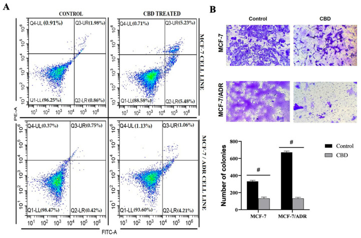 CBD induces apoptosis and suppresses invasive capacity in MCF-7 and MCF-7/Adr breast cancer cells. (A) CBD could effectively induce apoptosis in MCF-7 and MCF-7/Adr cells. After 48 h of treatment with CBD, the apoptosis rate of MCF-7 and MCF-7/Adr cells was detected by Annexin V-FITC/PI double staining. Data were analyzed with a One-Sample Binomial Test (p < 0.0001 #). (B) Images of invaded cells in control and CBD-treated groups; the number of invaded cells was counted (Magnification: 10×). Data were analyzed with one-way ANOVA followed by post hoc Tukey test (p < 0.0001 #).