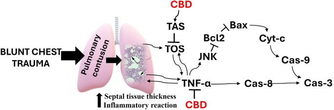 The mechanism of CBD protection against blunt chest trauma-induced acute lung injury. CBD: Cannabidiol, TOS: Total oxidant status, TAS: Total antioxidant status, TNF-α: Tumor necrosis factor-alpha, JNK: c-Jun N-terminal kinase, Bcl-2: B-cell lymphoma 2, Bax: Bcl-2 associated X protein, Cyt-c: Cytochrome-c, Cas-9: Caspase 9, Cas-3: Caspase 3, Cas-8: Caspase 8