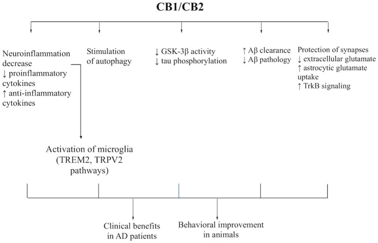 Flowchart illustrating CB1/CB2 mechanisms, including reduction of neuroinflammation, microglia activation, autophagy stimulation, decreased GSK-3β activity, increased amyloid-beta clearance, and synaptic protection, leading to clinical and behavioral benefits in Alzheimer’s disease animal models and patients.