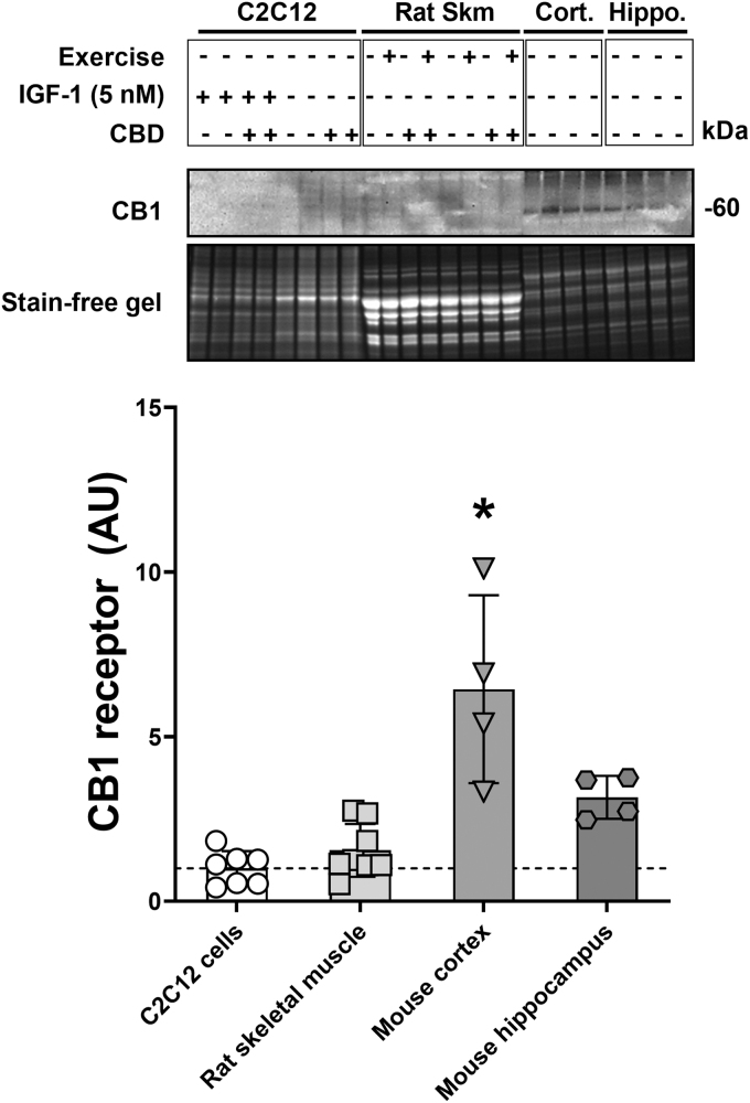 CB1 receptor protein levels in C2C12 cells, rat skeletal muscle, and murine brain tissue. Protein levels of CB1 in C2C12 cells with and without IGF-1 treatment (5 nM) in the presence or absence of CBD (5 μM), rat tibialis anterior after eccentric exercise in the presence or absence of CBD (100 mg/kg body weight administered intraperitoneally), mouse cortex, and mouse hippocampus. *p-Value <0.05 compared with all other conditions. n=8 biological replicates (C2C12 cells), n=8 animals (rat tibialis anterior), n=4 animals (murine cortex), and n=4 animals (murine hippocampus). CB1, cannabinoid receptor type 1.
