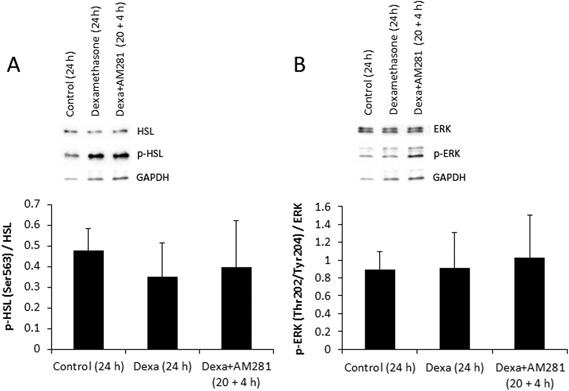 Incubation of adipose tissue with dexamethasone (0.3 µM) for 24 h or dexamethasone for 24 h together with the CNR1-specific antagonist AM281 (3 µM) for the final 4 h of incubation had no effect on the total protein levels or on the phosphorylation of HSL Ser563 a and ERK Thr202/Tyr204 b (n = 5). Data are means of densitometry analyses of p-HSL and p-ERK and normalized to the respective total protein levels (n = 5). GAPDH was used as a loading control protein