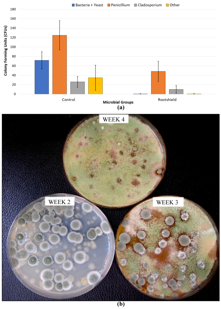 Effect of Rootshield HC® (T. harzianum) applications made at weeks 2, 3, and 4 of the flowering period on final microbial levels in harvested cannabis inflorescences. (a) Total counts of all microbes in both untreated and sprayed plants are shown. Total microbes were reduced following Rootshield applications. (b) The growth of microbial colonies after blending the treated inflorescences in distilled water and subsequent plating onto agar medium. A comparison is shown of samples following applications of Rootshield made at weeks 2, 3, and 4 of the flowering period. Samples treated at week 4 show maximum suppression of Penicillium growth compared to week 2, where there was no suppression and no colonies of Trichoderma were recovered.