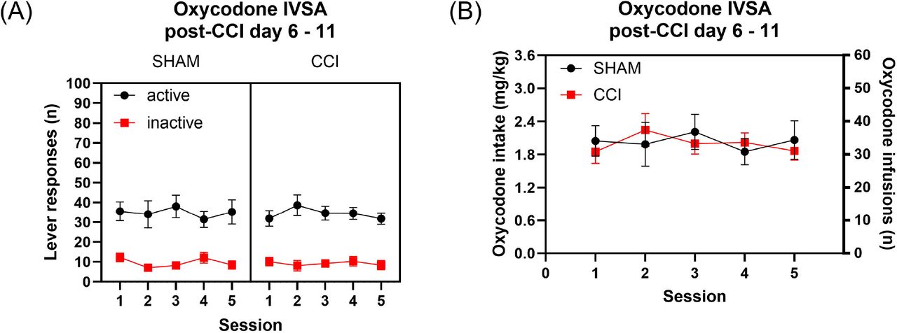 Neuropathic pain does not affect oxycodone self-administration in rats.The figures show oxycodone self-administration in sham control rats and CCI rats. The rats self-administered oxycodone for 5 days after the sham or CCI surgery and active and inactive lever presses (A) and oxycodone intake (B) are shown. Sham, N=11; CCI N=10. Data are expressed as mean ± SEM.