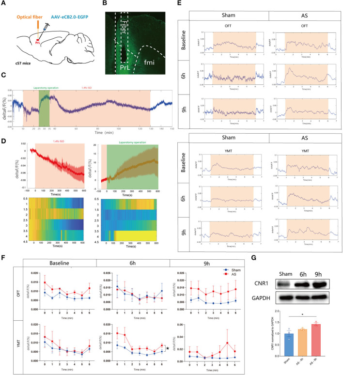 The eCB signals in the PrL during AS and behavioral tests. (A) Scheme of the viral microinjection and fiber implantation. (B) The fiber location and viral expression. (C,D) The typical traces (C) and analyzed figure (D) of the eCB signal during AS. (E,F) The typical curves (E) and statistical chart (F) of the eCB signal during the open field and Y maze tests. (G) The expression of CB1R in the PrL after AS. Data are shown as mean ± SEM. N = 4. *P < 0.05. AS, anesthesia and surgery; OFT, open field test; YMT, Y maze test.