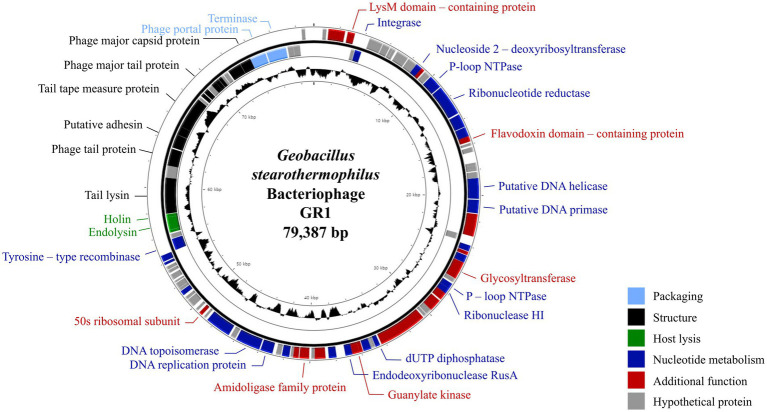 The genome map of GR1. Each ORF color indicates its function: deep blue: nucleotide metabolism; sky blue: packaging; green: host lysis; black: structural proteins; red: additional functions; grey: hypothetical proteins. The inner circle with the black graph shows the GC contents.