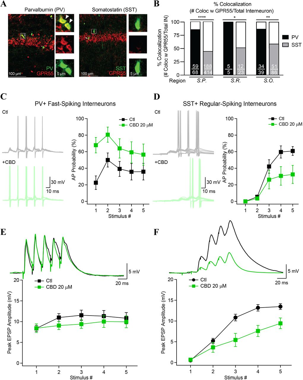 Cannabidiol increases the recruitment of PV-INs but decreases the recruitment of SST-INs.A, Confocal images in the CA1 hippocampus showing colocalization between GPR55 (red) and PV (green, left) or SST (green, right) using sections from PV– and SST-Ai9 mice, respectively. Insets denote representative cells as labeled by white box. Arrowheads represent colocalized cells. B, GPR55 colocalizes more with PV-INs than SST-INs (n = 2-3 slices each from n = 3 age– and gender-matched mice from each genotype (n=7 total slices). Fractions in bar graphs represent the number of GPR55 co-expressing cells divided by the number of INs. Results analyzed via Chi Squared comparisons between genotypes: S.P. p < 0.0001; S.R. p = 0.0472; and S.O. p = 0.002. C, Current-clamp recordings from fast-spiking PV-INs and regular-spiking SST-INs (identified in situ by the expression of TdTomato) (D) during 5X50 Hz stimulation of Schaffer collaterals. Action potential likelihood as a function of stimulus number is shown. E, F, Synaptic potentials recorded in PV– and SST-INs in control (black) and after the application of CBD.