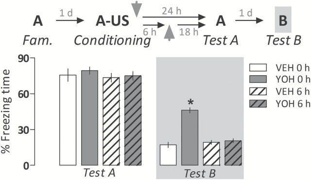 Yohimbine (YOH; 1.0mg/kg i.p.) induces a generalized fear expression when administered immediately after acquisition of a contextual fear memory in rats. This effect was no longer observed when it was given after the completion of the process of memory consolidation (6h post-acquisition). Animals were subjected to Tests A and B undrugged. The scheme above the graph represents the experimental design adopted. Arrowheads indicate the moment of drug administration. Bars represent the percentage of total time spent freezing. Values are expressed as mean ± SEM (n = 8–10/group). *p < 0.05 from the respective control group (VEH).