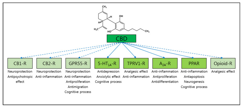 Potential biological targets of CBD in AD treatment. Based on the property of each potential receptor target of CBD and well-known mechanism studies of CBD-mediated therapeutic functions, several potential biological targets of CBD involved in AD treatment have been proposed, including CB1, CB2, GPR55, 5-HT1A, TPRV1, A2A, PPARs, and opioid receptors. Black arrows indicate receptors activated by CBD, whereas dotted arrows indicate receptors inhibited by CBD. The therapeutic roles of CBD mediated by each receptor are listed underneath to provide insights for CBD application in AD treatment.