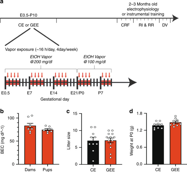 Gestational ethanol exposure (GEE) paradigm.a Schematic diagram of the GEE paradigm. Mice were exposed to ethanol or air (CE) for 16 hours/day for 4 days/week from embryonic day (E)0.5 to postnatal day (P)10. The ethanol vapor concentration averaged 200 mg/dl from E0.5-E21. After birth the ethanol concentration was lowered to average 100 mg/dl. At 2–3 months, mice were either used for ex vivo electrophysiology or instrumental training (continuous reinforcement schedules (CRF), training under random interval (RI) and random ratio (RR) schedules, and outcome devaluation (DV) tests). b GEE elicited similar blood ethanol concentrations (BEC) in dams (from E0.5-E21.5) and pups (from P0-P10). However, GEE did not alter (c) litter size or (d) body weight of offspring at birth. Black bars = CE mice; red bars = GEE mice. Error bars equal ± SEM.