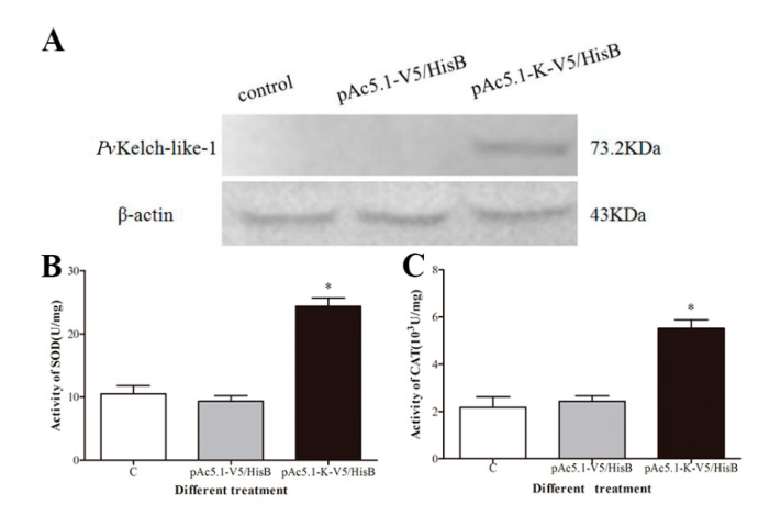 Effects of overexpression of PvKelch-like-1 on antioxidase activity. (A) Western blot detected PvKelch-like-1; (B) activity detection of SOD after overexpression of PvKelch-like-1; (C) activity detection of CAT after overexpression of PvKelch-like-1. Vertical bars represent the mean ± SD (n = 3). Asterisks indicate statistically significant differences (p < 0.05) between the three treatment groups.