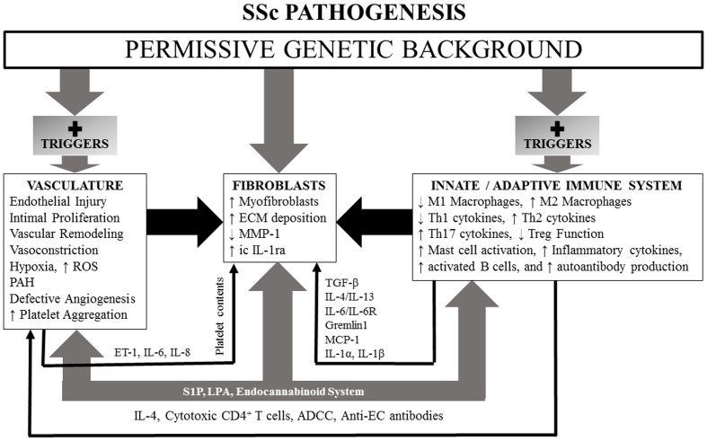A simplified schematic of SSc pathogenesis, illustrating influences of a permissive genetic background and lysophospholipids and endocannabinoid system participation which have the capacity, if dysregulated, to effect changes in vasculature, fibroblasts, and innate and adaptive immune systems. See text for details.