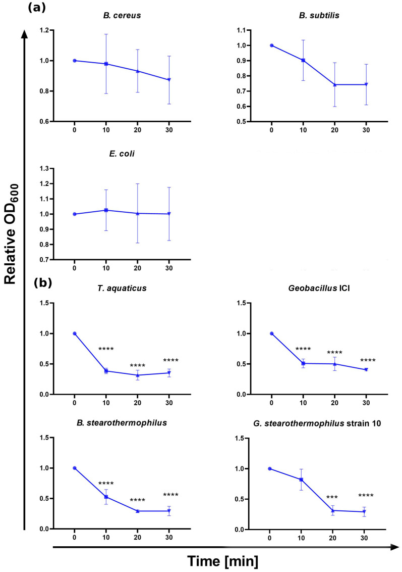 CBD_TP84_28_His activity evaluation—TRA on various bacterial strains. The graph shows the reduction in relative OD600 (ratio of OD600 of the sample treated with CBD_TP84_28_His to the OD600 of the control) in bacterial substrate suspensions upon addition of purified CBD_TP84_28_His to the final concentration of 1.43 µg/mL at 55 °C. Top row (a) shows activity of CBD_TP84_28_His against mesophilic bacteria: B. cereus, B. subtilis, E. coli. Bottom rows (b) show activity of CBD_TP_84_28_His against thermophilic bacteria: G. stearothermophilus strain 10, T. aquaticus, Geobacillus ICI, B. stearothermophilus. Results are presented as means ± SD of three independent experiments. Statistically significant differences were determined by one-way ANOVA with Dunnett’s test and marked as (***)—p-value < 0.001, (****)—p-value < 0.0001.