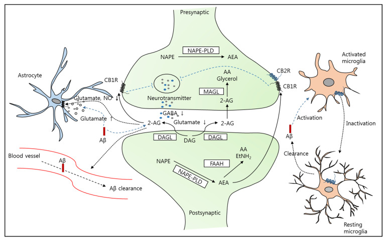 Schematic representation of the modulation of the endocannabinoid system (ECS) involved in AD pathology. In the central nervous system, the main components of the ECS (such as AEA and 2-AG) are diffusely distributed in both the presynaptic and postsynaptic compartments. AEA is synthesized through NAPE–PLD and degraded by the enzyme FAAH, whereas 2-AG is synthesized through DAGL in the postsynaptic terminal and degraded by MAGL. The release of AEA and 2-AG into the synaptic cleft stimulates CB1/CB2 receptors on presynaptic neurons to inhibit the release of neurotransmitters such as glutamate or GABA, leading to synaptic dysfunction. Aβ enhances 2-AG signaling, leading to the failure of neurotransmission. In addition, Aβ stimulates both astrocytes and microglia and accelerates neuronal damage through glutamate-mediated excitotoxicity and neuroinflammation. Modulation of the ECS has been suggested to reverse several pathological symptoms of AD. For example, the pharmacological elevation of 2-AG/AEA activates CB1 receptors on astrocytes to reduce the release of glutamate and NO and facilitates Aβ clearance through blood vessels. Moreover, activation of CB2 receptors on microglia results in the recovery of the anti-inflammatory phenotype of microglia to increase Aβ clearance. The blue dotted arrows indicate the signaling pathways induced by Aβ.