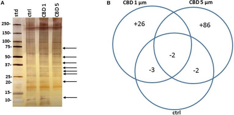 CBD affects protein composition of E. coli VCS257 MVs. (A) A SDS-PAGE silver stained gel reveals banding differences between the CBD treated and non-treated E. coli derived MVs (see arrows highlighting some present and absent bands). (B). Venn diagram showing protein changes in MVs released from CBD treated compared to untreated control E. coli VCS257. Plus (“+”) indicates hits unique to MVs following CBD 1 or 5 μM treatment, respectively; minus (“–“) indicates number of proteins absent in the respective CBD treated MVs, compared to control untreated MVs. For specific protein hits see Tables 1–3.