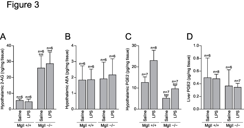 Lipid mediator levels after LPS administration. Mgll +/+ and Mgll −/− mice were intraperitoneally injected with 20 μg of LPS or saline (n = 6–8 for each group). Two hours later, hypothalamus and liver tissues were collected. Lipids were extracted and analyzed by liquid chromatography-tandem mass spectrometry. (A) Hypothalamic 2-AG levels. (B) Hypothalamic anandamide levels. (C) Hypothalamic PGE2 levels. (D) Liver PGE2 levels. Data are expressed as means ± SD. ***p<0.001 vs. Mgll +/+, by Bonferroni post-test after two-way ANOVA.