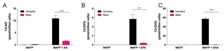 Biosynthesis of the endocannabinoid 2-AG and its congeners by human and mouse eosinophils. EOS suspensions (5 × 106 cells/mL, 37 °C) were treated 1 μM of MAFP for 5 min then incubated with DMSO or 10 μM of (A) AA, (B) EPA, or (C) DHA for 15 min. Incubations were stopped by adding one volume of cold (−20 °C) MeOH containing the internal standards. Samples were then processed and analyzed for 2-AG and related mediators by LC-MS/MS as described in Materials and Methods. Results are the mean (±SEM) of 4 independent experiments using human eosinophils from asthmatic donors and 5 independent experiments using bone marrow-derived mouse eosinophils. p-values were obtained as described in Materials and Methods. *** p < 0.001, **** p < 0.0001.