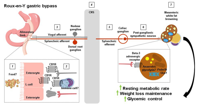 FIGURE 1: A proposed pathway for how RYGB increases resting metabolic rate.1 The rerouting of ingested food caused by RYGB may 2 downregulate jejunal CB1 receptors in L-cells, peripheral vagal afferent endings, and/or immune cells. This would then result in 3 the increased excitability of vagal afferent and splanchnic afferent nerve fibers which propagate their signals to 4 the central nervous system where they are processed. Splanchnic efferent neurons are in turn 5 stimulated to 6 region-specifically increase sympathetic tone and 7 induce browning of mesenteric white fat. The ultimate outcome is an increase in resting metabolic rate which drives weight loss maintenance and improvements in glycemic control.