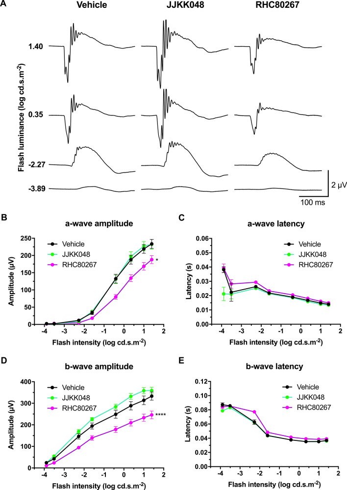 Endocannabinoid modulation affects retinal function in scotopic conditions. Adult mice received an i.p. injection of the MAGL inhibitor JJKK048 (4 mg/kg), DAGL inhibitor RHC80267 (10 mg/kg), or vehicle. Thirty minutes after the injection, their retinal function was tested. A second dose was administered 60 min after the first to act as a booster. (A) Mean scotopic ERG traces with the different treatments. The luminance-response function of each animal was established by presenting progressively brighter flashes (bottom to top). Amplitude, time to peak of scotopic ERG a- (B,C) and b-waves (D,E) respectively, plotted as a function of flash luminance. Vehicle, n = 7; JJKK048, n = 10; RHC80267, n = 7. Statistical analysis was performed by two-way ANOVA with Dunnett post-hoc test. The values are mean ± SEM from all animals in each group. **** p < 0.0001, * p = 0.0106 compared to the vehicle.