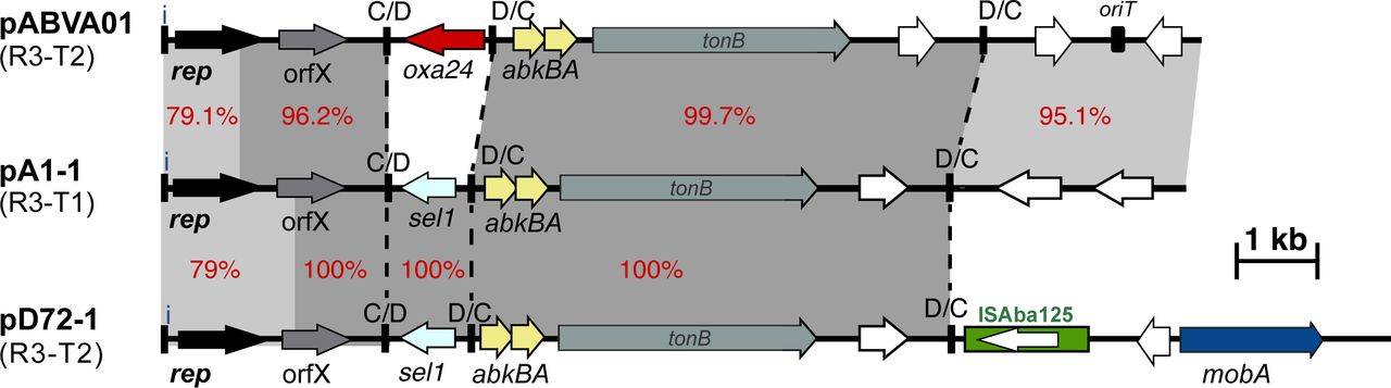 Schematic comparison of Rep_3 family (R3-type; Pfam01051) plasmid structures. Horizontal arrows show the length and orientation of genes with rep genes coloured black, resistance genes red, toxin/anti-toxins yellow and mobilisation genes blue. Green boxes indicate insertion sequences with their transposase shown inside the box. Small thick vertical bar marked with “i” indicate iterons. Dotted lines draw the show the boundaries of pdif modules. Other vertical bards marked with “C/D or D/C” indicate the location of pdif sites. Regions with significant DNA identities are shown using shades of grey with % identities also shown using red numbers.