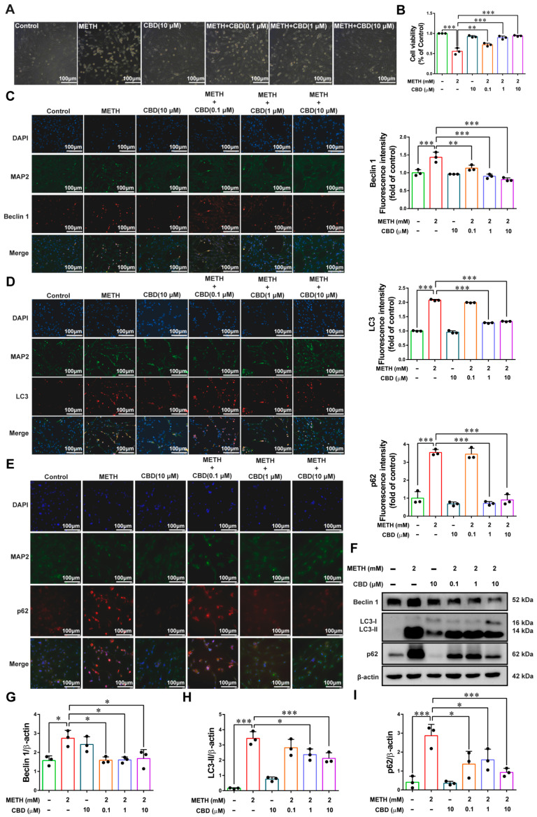 CBD attenuates METH-induced autophagy in primary neurons. (A,B) Cell viability detected by CCK-8 assay. (C–E) Immunofluorescence staining of Beclin-1, LC3 and p62. (F–I) Western blot analysis and quantitative statistics of autophagy-related proteins. Scale bar = 100 μm. Results are presented as means ± SD of three experiments. * p < 0.05, ** p < 0.01, *** p < 0.001; one-way ANOVA followed by Tukey HSD post hoc test.