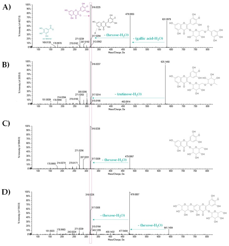 TOF-MS/MS spectra of [M − H]− ion of myricetin glycosides (A) 18, (B) 20, (C) 21, and (D) 22. The structure of the deprotonated molecular ion is reported on the left, whereas the main neutral losses are evidenced by green arrays.