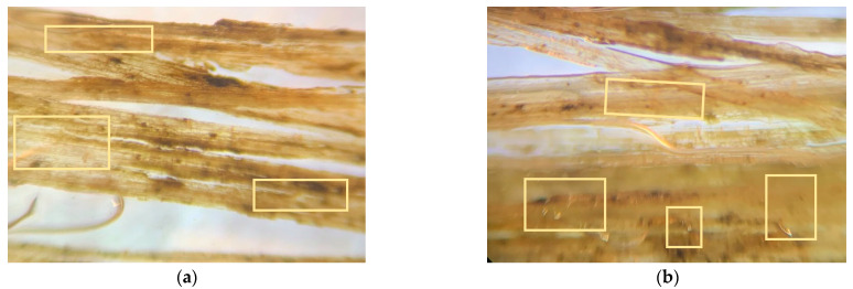 Microscopic images for treated (a) hemp and (b) flax fibers, with all having a rough surface finish.