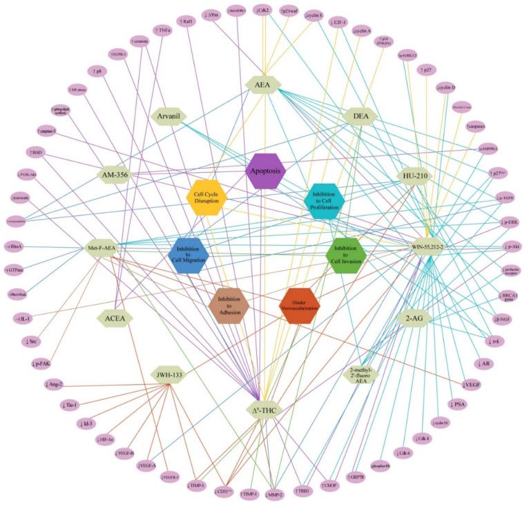 Molecular pathways-based target mapping for endocannabinoids and their mimics [Mode of cell death is completely reviewed and given in hexagonal boxes. Complete molecular target networking indicating expression levels of select proteins is provided as purple ovals in the periphery. Abbreviations: ↑—increased; ↓—decreased; ‒׀—inhibition; AEA—Anandamide; 2-AG—Arachidonoyl Glycerol; ACEA—Arachidonyl-2’-chloroethylamide; THC—Tetrahydrocannabinol; Met-F-AEA—2-Methyl-20-F-Anandamide; DEA—Docosatetraenylethanolamide; AM-35—-Methanandamide; Ang—Angiopoietin; ER—Endoplasmic reticulum; EGFR—Epidermal growth factor receptor; ERK—Extracellular signal-regulated kinase; Cdk—Cyclin-dependent kinase; FAK—Focal adhesion kinase; GRP—Glucose-regulated protein; MMP—Matrix metalloproteinase; TIMP—Tissue inhibitor matrix metalloproteinases; TRB—Tribblespseudokinase; VEGF—Vascular endothelial growth factor; VEGFR—Vascular endothelial growth factor receptor; PSA—Prostate-specific antigen; HIF—Hypoxia-inducible factor; IL—Interleukin; Tie-1—Angiopoietin receptor tyrosine kinase with immunoglobulin-like and epidermal growth factor-like domains 1; Id—Inhibitor of differentiation; AR—Androgen receptor; ERK—Extracellular regulating kinases; Akt—Protein kinase B; MAPK—Mitogen-activated protein kinase; RhoA-Rock—RhoA/Rho-associated coiled Coil-containing kinase; Raf—serine/threonine-protein kinase; NUPR—Nuclear protein.