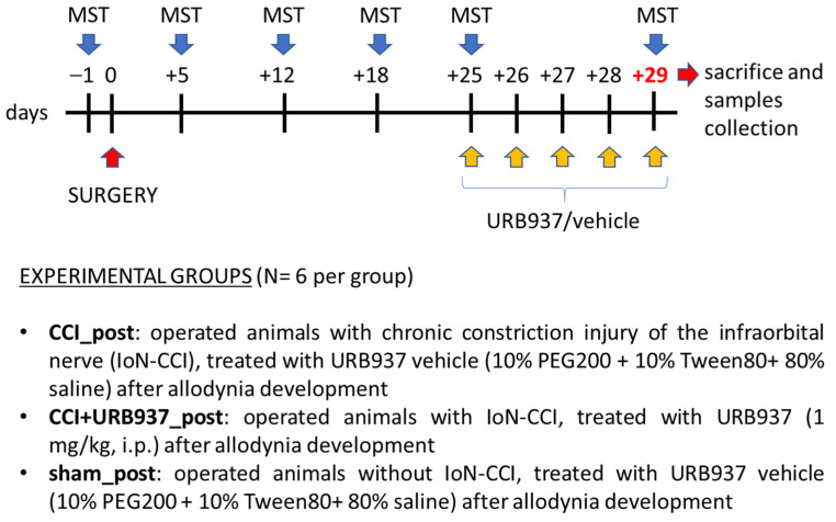 Experimental design of the set for the abrogation of mechanical allodynia. Timeline for treatment, mechanical stimulation test (MST) procedures, and experimental groups.