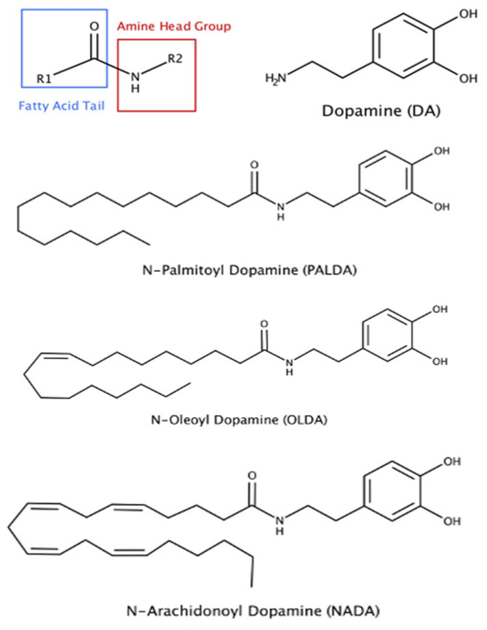 Chemical structures of three N-acyl dopamines that are effective in inhibiting myofibroblast transdifferentiation of RPE cells.