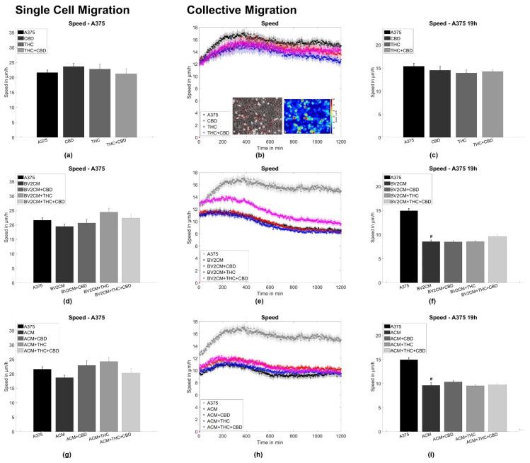 Single cell and collective motion of A375 melanoma cells. (a) Single-cell motility of A375 cells treated with cannabinoids. (b) Collective migration speed for A375 cells treated with cannabinoids. The inlet shows a typical phase contrast image, overlaid with the associated velocity vectors and a heat map of the local speed overlaid with the velocity vectors. (c) Shows the averaged collective migration speeds from 18–20 h of A375 cells treated with cannabinoids. (d–f) Same measurements as shown in (a–c) but for A375 cells treated with microglia conditioned media and cannabinoids. (g–i) Same measurements as shown in (a–c) but for A375 cells treated with microglia conditioned media and cannabinoids. Hashes (#) depict significant results against the untreated control. Error bars and shaded areas depict the standard error of the mean. Abbreviations: CTL: control, CBD: cannabidiol, THC: tetrahydrocannabinol, ACM: astrocyte conditioned media, BV2CM: BV2 cell-conditioned media.