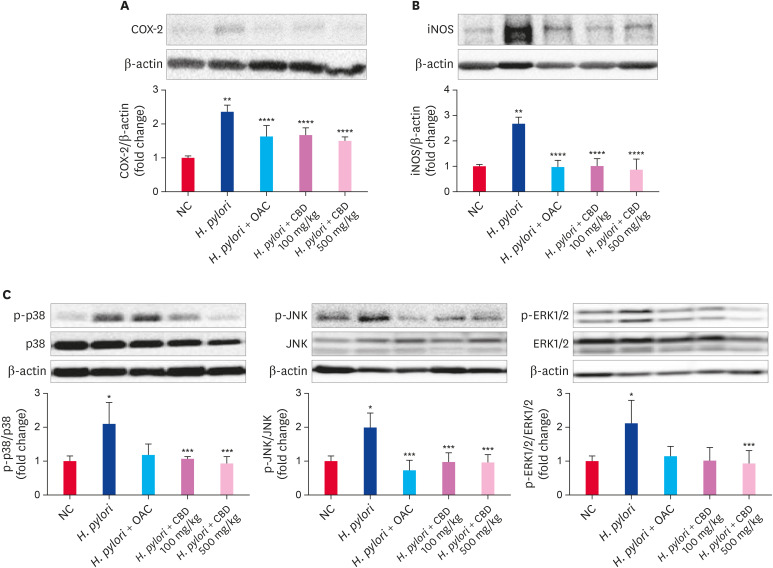 CBD suppresses the protein expression levels of COX-2, iNOS and the phosphorylation levels of MAPK family members in gastric tissues of mice infected with H. pylori. (A) Expression of COX-2 in stomach tissues. (B) Expression of iNOS in gastric tissues. (C) Expression levels of phosphorylated and total p38 MAPK, JNK, and ERK1/2 in stomach tissues. The protein levels were analyzed by immunoblotting. β-actin was used as an endogenous control.All data are presented as the mean ± standard deviation.CBD, Cheonwangbosim-dan; COX-2, cyclooxygenase-2; iNOS, nitric oxide synthase; NC, normal control; MARK, mitogen-activated protein kinase; JNK, c-Jun N-terminal kinase; ERK1/2, extracellular signal-regulated kinases 1/2; OAC, omeprazole, amoxicillin, and clarithromycin.*P < 0.05, **P < 0.01 vs. the control group; ***P < 0.05, ****P < 0.01 vs. the H. pylori group.