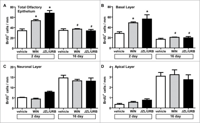 Cannabinoid administration does not regulate differentiation. Adult C57BL/6 mice intranasally aspirated vehicle (1% DMSO), WIN (10 μM), or JZL/URB (10 μM, 100 μM, respectively). BrdU was injected (i.p.,18 mg/kg) at 42 and 45 hours and tissue was collected 2 or 16 d post-administration. Bar graphs showing quantitative analysis of BrdU incorporation in (A) the total olfactory epithelium, (B) the basal layer, (C) the neuronal layer, or (D) the apical layer. Data are expressed as mean number (± SEM) of BrdU positive cells per linear length of olfactory epithelium. *, p < 0 .01 vs. vehicle at same time point, #, p < 0 .05 vs. same treatment at 2 d (one way ANOVA followed by Bonferroni multiple comparison test; n = 4 mice/group).
