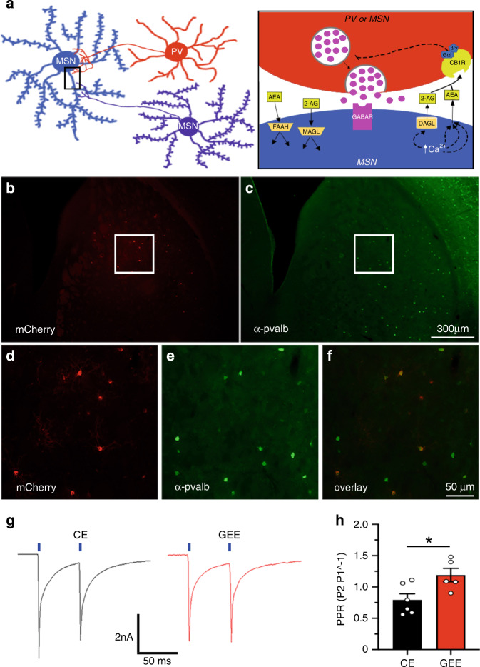 GEE decreases the efficacy of the parvalbumin-expressing interneuron to MSN synapse in the DLS.a Schematic diagram of the synaptic connectivity of PVs and MSNs (Left), and endocannabinoid siganling at the PV-MSN GABAergic synapse. b, c Example of a section obtained from a parvalbumin (Pvalb)-cre transgenic mouse injected into the dorsal striatum with a Cre-sensitive viral vector (AAV2-DIO-ChR2-mCherry) following immunohistochemistry using an antibody raised against against pvalb and visualization of mCherry. d–f Increased magnification of boxed regions in b and c shows that a majority of neurons that express mCherry also express pvalb. g Responses of MSNs recorded within DLS slices obtained from CE and GEE mice to two 5-ms pulses of 488 nm wavelength with an interstimulus interval of 50 ms. h Paired-pulse ratio of DLS-MSNs recorded from CE and GEE mice. Error bars equal ± SEM, *t-test = p < 0.05.
