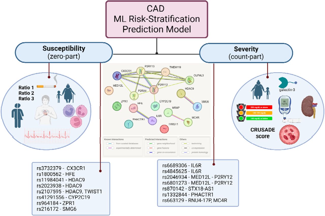 Schematic overview of the critical clinical, demographic and genetic features of the competing two-part ML risk-stratification model for the prediction of CAD. Note that the interaction between the genes of the identified important SNPs (shown in Table 1) were created through the protein-protein interaction networks functional enrichment analysis using the STRING database77.