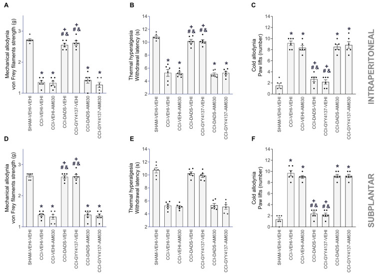 AM630 reversed the antiallodynic and antihyperalgesic effects of DADS and GYY4137 during neuropathic pain. The intraperitoneal (3 mg/kg) and subplantar (90 µg) administration of AM630 reversed the inhibition induced by 30 mg/kg of DADS or 24 mg/kg of GYY4137 in the mechanical allodynia (A,D), thermal hyperalgesia (B,E) and cold allodynia (C,F), provoked by CCI. For each assay and administration route, the symbols denote significant changes versus * SHAM–VEHI–VEHI, + CCI–VEHI–VEHI, # CCI–VEHI–AM630 and & CCI–DADS–AM630 or CCI–GYY4137–AM630 (p < 0.05; one-way ANOVA, followed by Tukey test). VEHI (vehicle). The results are presented as the mean values ± SEM; n = 8 animals/treatment.