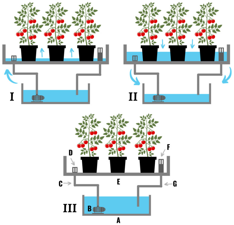 An ebb and flow or flood and drain hydroponic system in which nutrient solution is pumped from an external reservoir (A) over the plants at set intervals during the day. (I) During the fill stage a timer turns on the pump (B), which pumps the nutrient solution up through a pipe or tube (C), through the fill inlet/drain (D), and into the flood tray (E). An overflow drainpipe (F) sits several inches above the fill inlet/drain, and prevents the system from overflowing. (II) If the tray starts to overflow nutrient solution will return to the reservoir (A) through the tube connected to the overflow drainpipe (G). Once the pump turns off, the nutrient solution drains back down the fill tube (C), through the pump (B), and into the reservoir (G). (III) After the pump turns off the flood table (E) drains completely back into the reservoir (A) and sits empty until the next pump cycle.