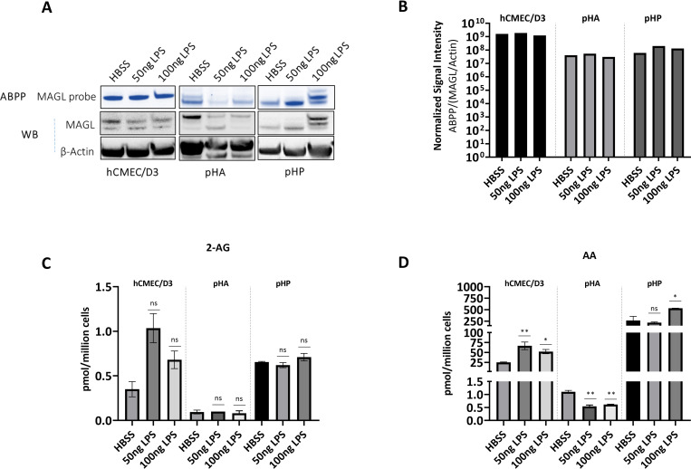 LPS does not modulate 2-AG in human NVU cells, but differentially regulates arachidonic acid levels in a cell-specific manner.(A, B) In vitro effects of LPS on active and total MAGL expression in BMECs as well as primary human astrocytes (pHA) and pericytes (pHP). (A) NVU cells incubated with HBSS (solvent) or 50 or 100 ng LPS for 6 h followed by ABPP and western blot applied to the cell lysates. (B) The average signal intensities of MAGL activity and total protein were quantified as the total detectable active MAGL signal (ABPP) divided by the total MAGL/β-actin signal. (C, D) LC-MS analysis of 2-AG (C) and arachidonic acid (D) levels in cell lysates after treatment for 6 h (HBSS or 50 or 100 ng LPS). Data are means ± SD, one-way ANOVA (ns = not significant, *p < 0.05, **p < 0.01, ***p < 0.001, ****p < 0.0001).