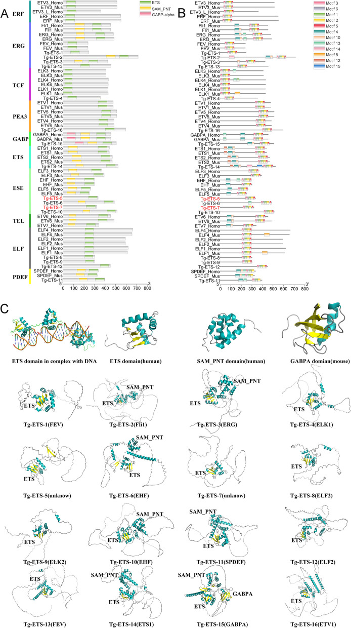Domain (A) and motif (B) architecture analysis of ETS genes in T. granosa and reference genes in H. sapiens and M. musculus. The genes highlighted in red are deficient in the SAM_PNT domain. For more information on other ETS gene domains and motif, please refer to Additional file 1. C The ETS protein tertiary structure of T. granosa was predicted by AlphaFold2 and the best result was selected based on software recommendations